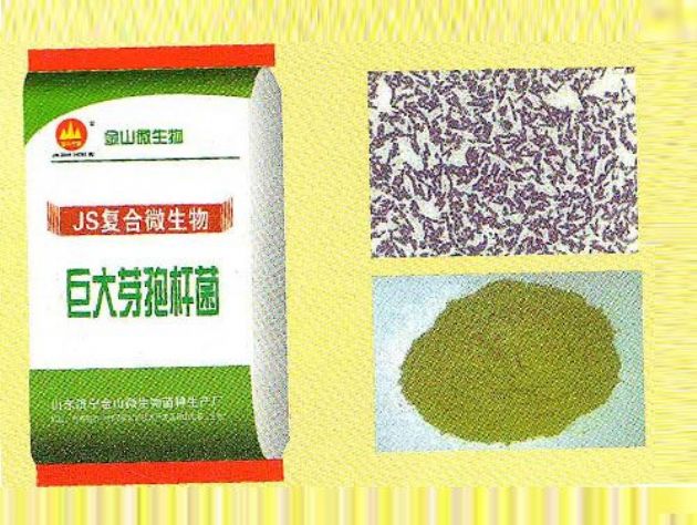 點擊查看詳細信息<br>標題：巨大芽孢桿菌 閱讀次數：2319